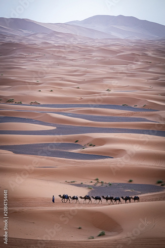 Camels caravan in Sahara desert in Merzouga Morocco at sunrise