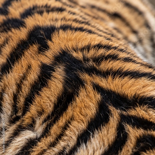 Authentic Tiger Fur Pattern Texture Macro Wildlife Background Full Frame Photography.
