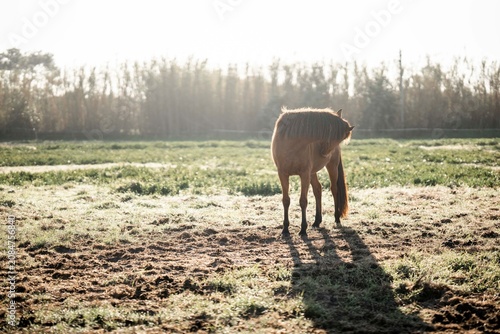 Cuadro en lienzo Backlit horse grazing in a dewy rural pasture at sunrise with long shadow and di