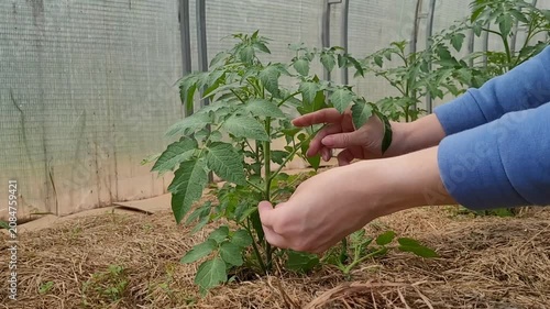 Removal of suckers from tomatoes. Caring for tomatoes in a greenhouse. Natural farming