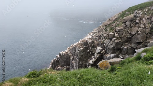 Bird nesting in the Cape St. Mary's Ecological Reserve (Saint Bride’s, Newfoundland, Canada)
