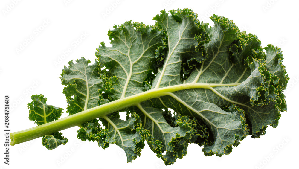 Naklejka premium Isolated fresh green curly kale leaf, organic vegetable for healthy cooking and nutrition