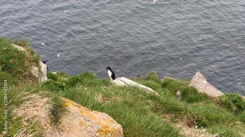 Common murre (Uria aalge) with flying northern gannets (Morus bassanus) in background the Cape St. Mary's Ecological Reserve (Saint Bride’s, Newfoundland, Canada)