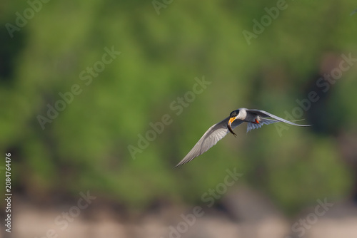 Photography Beautiful minimalist nature photograph showcasing the spread wings and sharp focus of a River tern bird securing its meal during a successful hunt