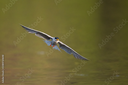 Photography Beautiful minimalist nature photograph showcasing the spread wings and sharp focus of a River tern bird flying freely above a lake
