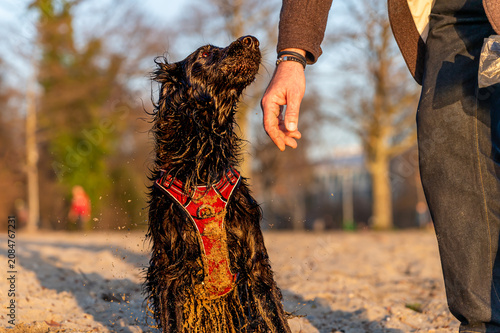 Tableau sur toile Happy English Cocker Spaniel Looking at Owner on Sandy Beach at Sunset in Lausa