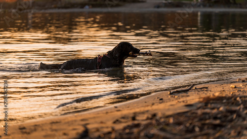 Quadro su tela One English Cocker Spaniel Retrieving Stick While Swimming at Sunset on Lake Gen