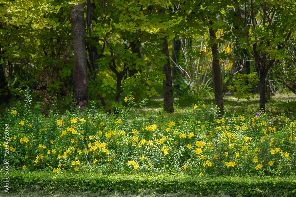 Obraz premium Bright yellow wildflowers flourishing among lush green trees in a peaceful natural setting