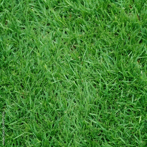 bright emerald green dense grass lawn texture background