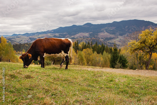 Cow grazing in the mountains. Cow with udder on the hill. Livestock background. Cow on autumn  Carpathian mountains background. Cows on the pasture with forest. Rural landscape. 