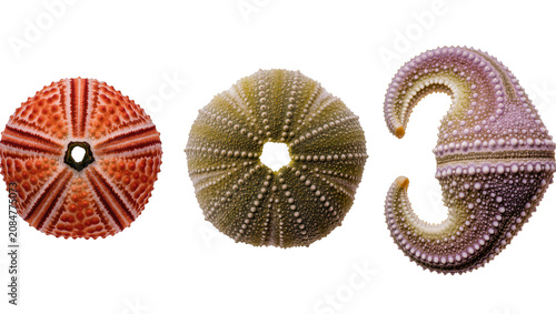 Foto Isolated trio of colorful dried sea urchin shells showing unique textures and intricate patterns