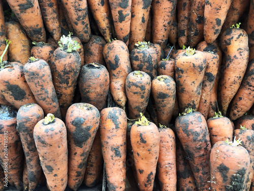 A harvest of juicy carrots for salads. Vitamin-rich carrots for eating. Autumn harvest of fruits and vegetables.