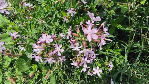 Saponaria officinalis (Common soapwort) bloom with pale pink flowers.