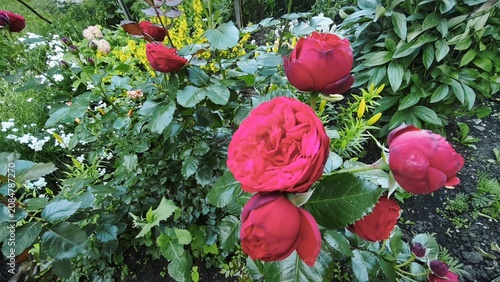 Quadro su tela Rosa floribunda chin chin red flowers with green