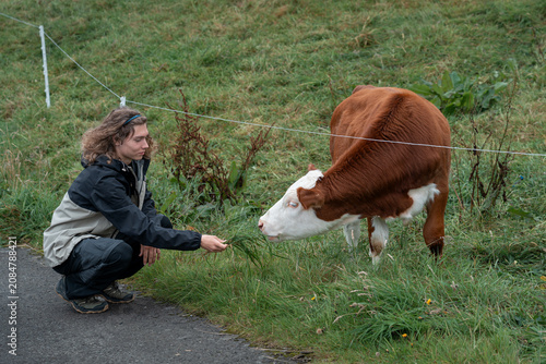 Young traveler hand-feeding a brown and white cow in a rural pasture, Faroe Islands