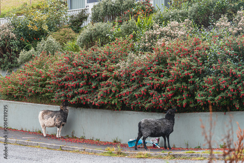Faroe Islands sheep grazing on garden flowers in a village street