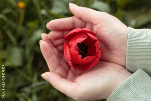 Person Cupping Red Tulip in Hands Outdoors