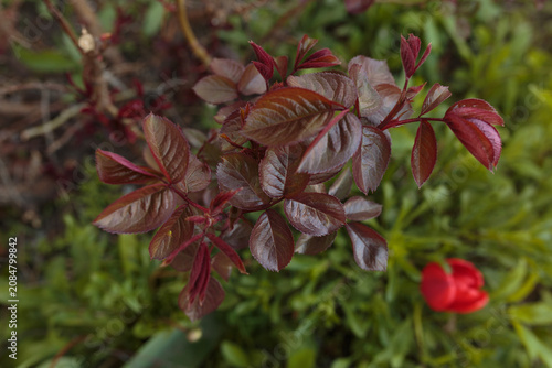 Young Rose Bush with Burgundy Leaves in Garden