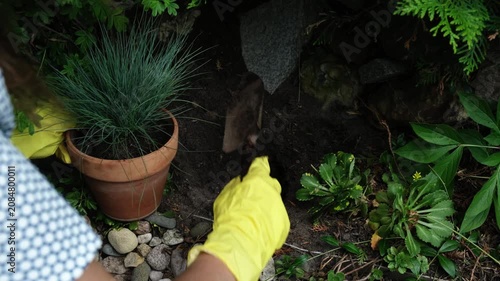 Gardening, summer season. Female gardener planting ornamental plant in soil in garden