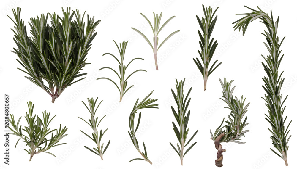 Fototapeta premium Set of Collection of Fresh Rosemary Sprigs Cut Out White Background with Shadow. AI Generated.