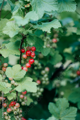 Fresh, young berries in a bush