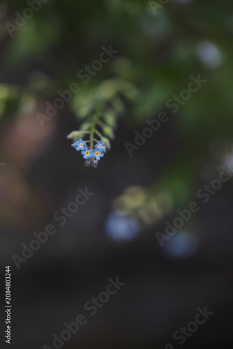 Tiny blue flowers, dark background
