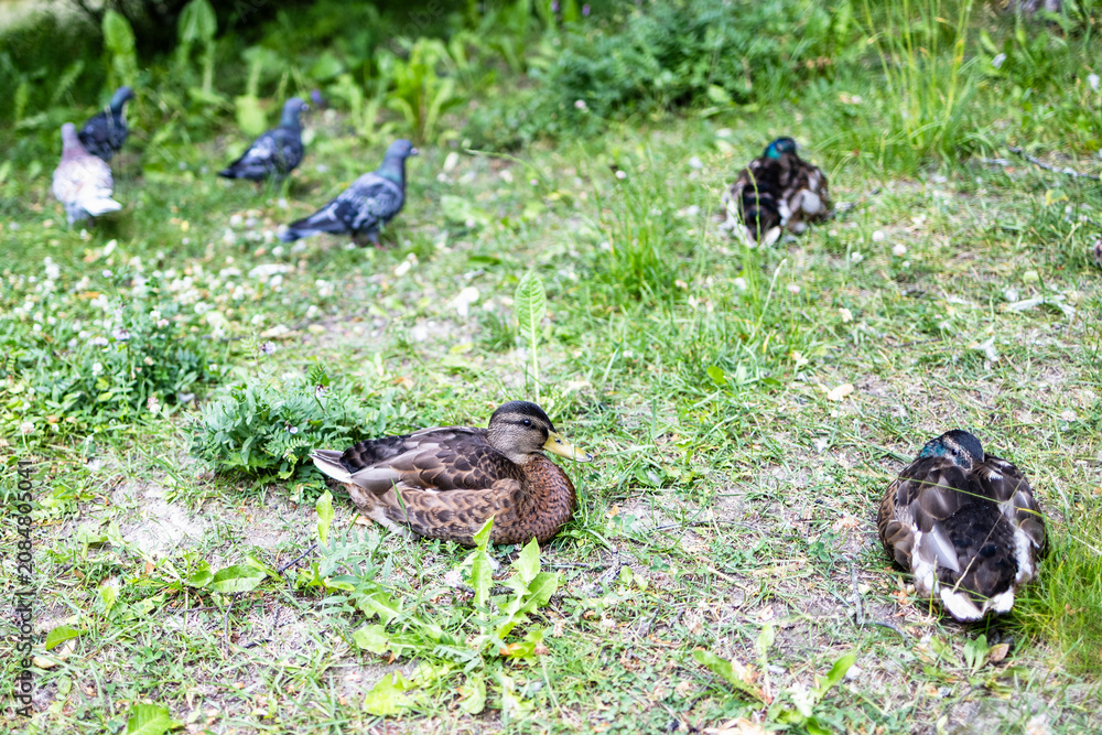 Fototapeta premium ducks and pigeons on green meadow in city park