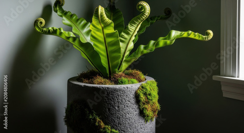 Beautiful Bird's Nest Fern In Textured Pot With Moss Accents