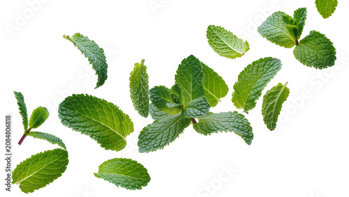 Foto Isolated fresh green mint leaves and sprigs scattered, vibrant aroma and natural