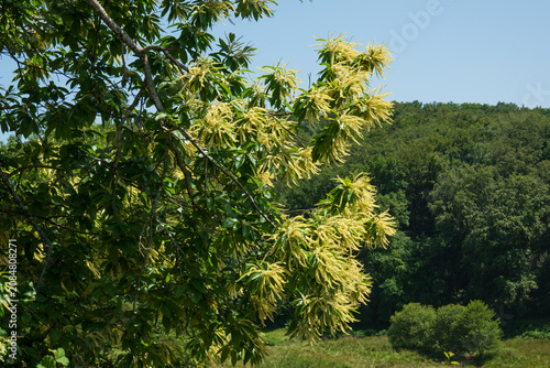 Sweet chestnut in bloom