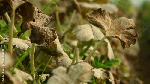 Fungal disease Powdery mildew on zucchini foliage in greenhouse, powdery mildew on cucurbits in glasshouse selective focus, Diseases and pests of squash vegetables and affect on zucchini squash leaves