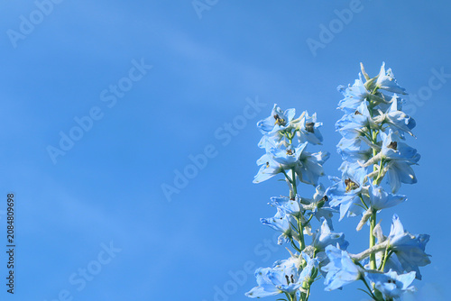 Obraz na płótnie Blue delphinium flowers against a clear blue sky