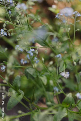 Plants with tiny blue flowers in a forest