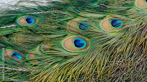 Bild auf Leinwand Peacock feather pattern, bright green - blue bird tail texture