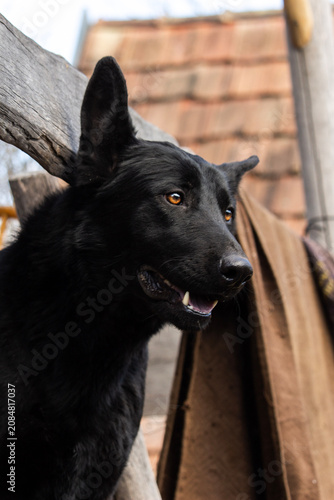 Fotografie Close up portrait of a beautiful black German Shepherd dog outdoors