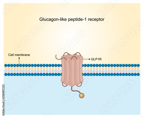 GLP-1 receptor