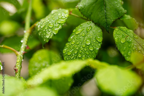 Close-up nature photography with rain droplets on leaves of garden shrub.