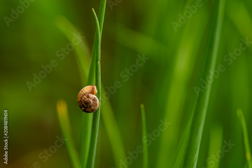 Detailed texture of a snail shell against a blurred green bokeh background.