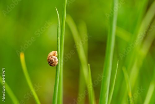 Macro photography of a small garden pest on a green onion stem.