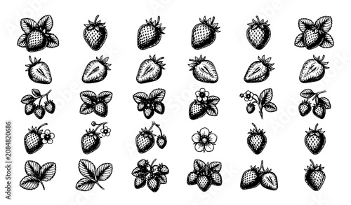 Strawberry Botanical Illustration Collection with Fruits Flowers Leaves Hand Drawn Vector Elements Isolated