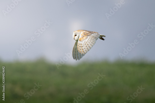Barn Owl in flight