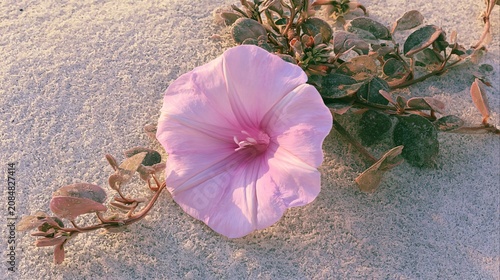 Pink Beach Morning Glory Ipomoea Pes-caprae Flower on Shoreline
