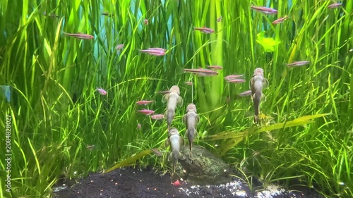 Ancistrus catfish actively cleans algae from glass on aquarium. Underwater scene with multiple fish swimming among vibrant green aquatic plants in freshwater aquarium environment. Nature and wildlife
