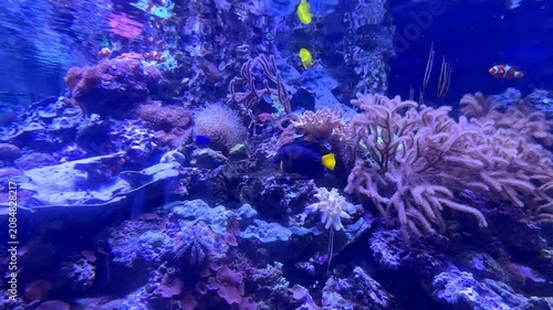 Coral reef ecosystem featuring diverse marine life such as fish and sea anemones, all illuminated by blue lighting within aquarium environment, showcasing underwater biodiversity. Nature and wildlife