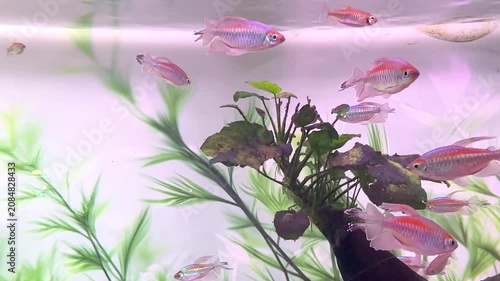 Colorful tropical fish swimming in a freshwater aquarium with aquatic plants and natural decorations visible in the background. High quality motion footage