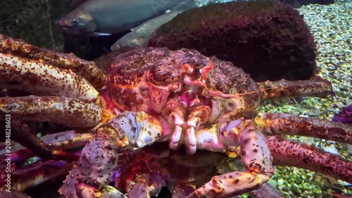 Large crab with a textured shell and prominent claws is positioned on the ocean floor, surrounded by rocks and pebbles, with a blurred fish swimming in the background of the aquarium. Footage