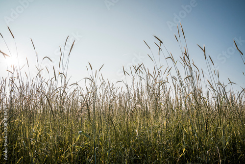 Obraz na plátne Tall meadow grasses with seed heads swaying in a sunlit field beneath a pale blu