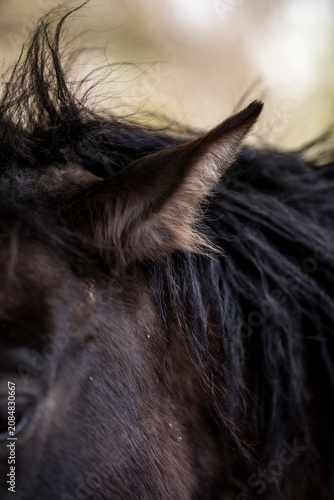 Fotografie Close-up portrait of a dark horse's ear and mane with textured coat and blurred