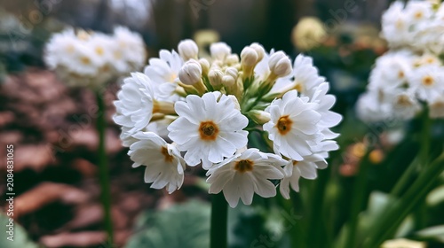 Close-up of White Primula denticulata Flower in Garden Blooming Beautifully