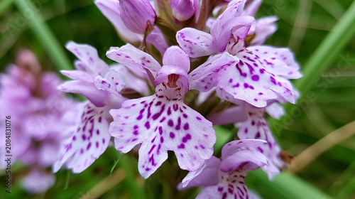 Vibrant Close-up of Heath Spotted Orchid Wildflower Blooms in Nature